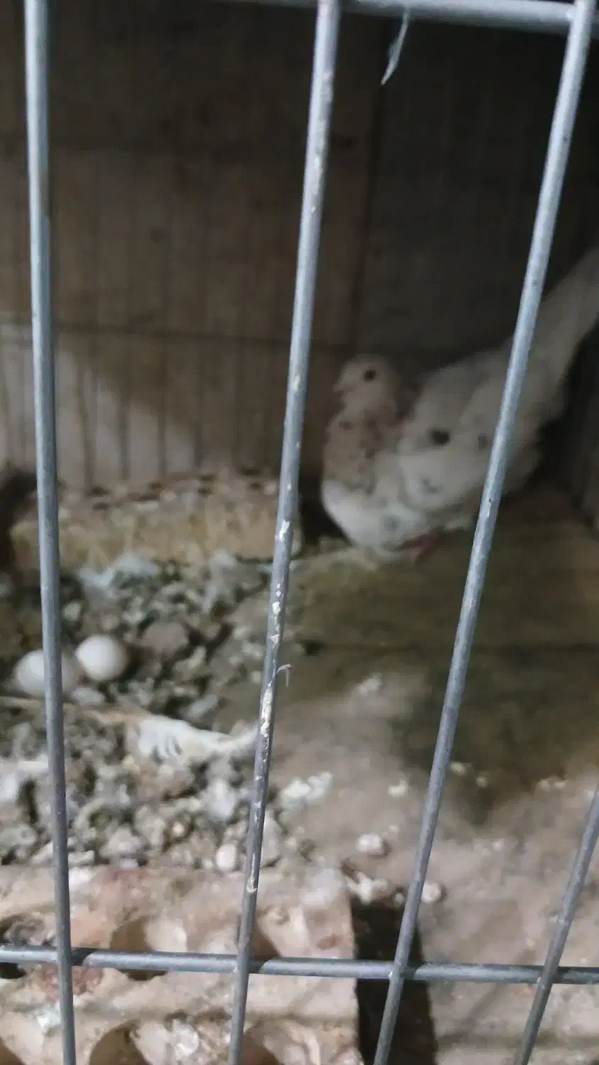 هفترنگ نروماده|پرنده|سبزوار, شهرک صنعتی فرودگاه|دیوار