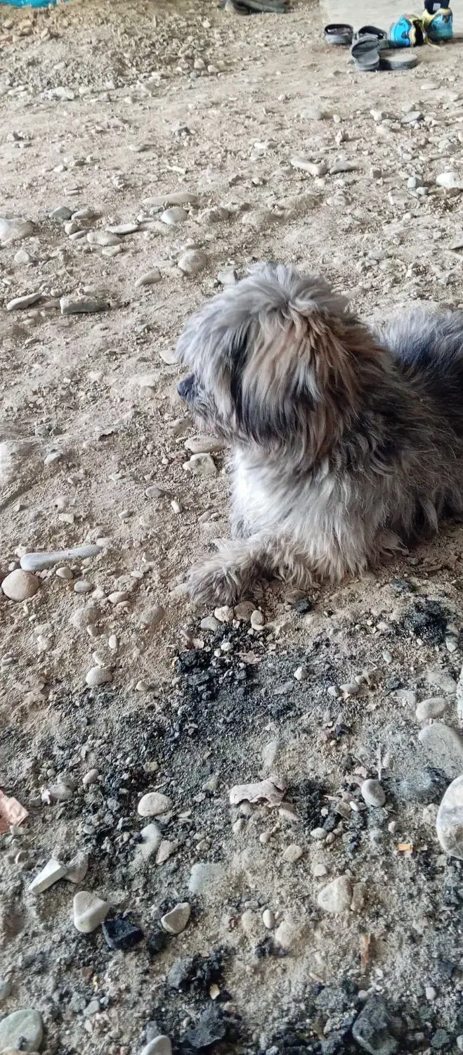 سگ خونگی|سگ|رباط‌کریم, انجم آباد|دیوار