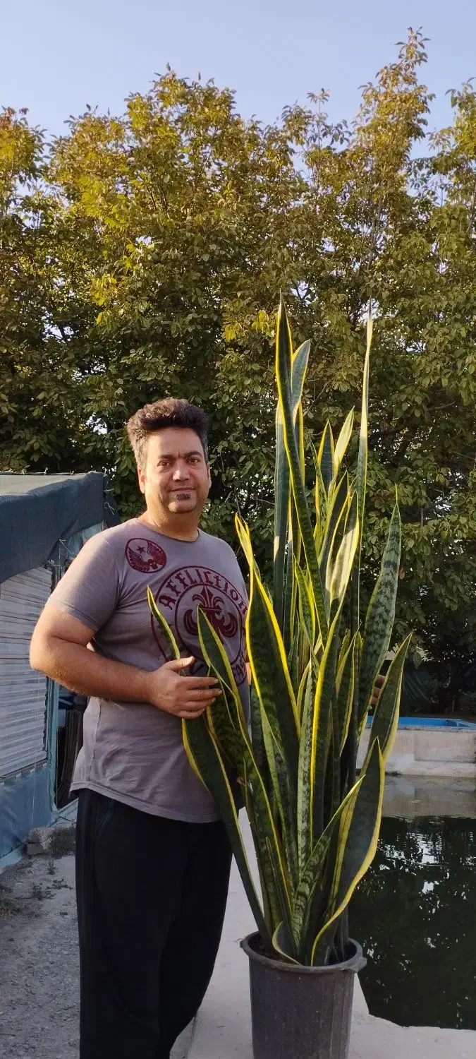 سانسوریا شمشیری ابلق|گل و گیاه طبیعی|شهریار, اسکمان|دیوار