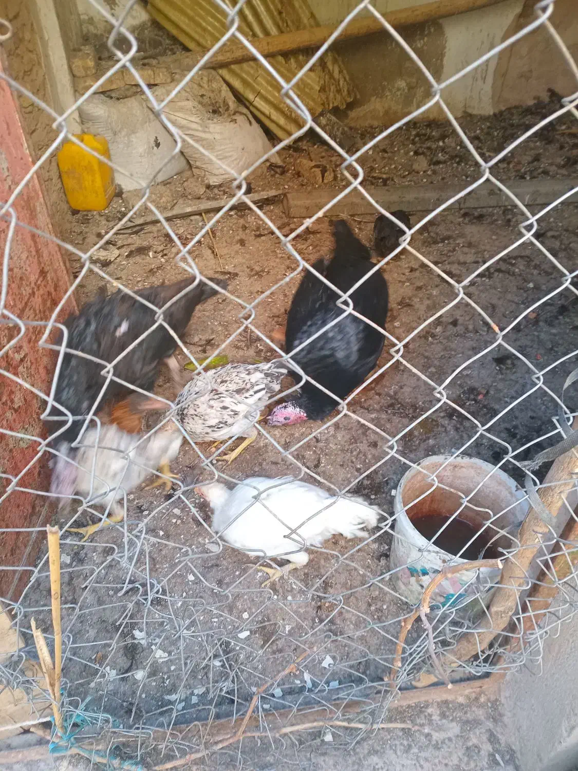 ۷عدد مرغ و خروس۲عددبوقلمون ماده دونه ای ۷۵۰|حیوانات مزرعه|تاکستان, |دیوار