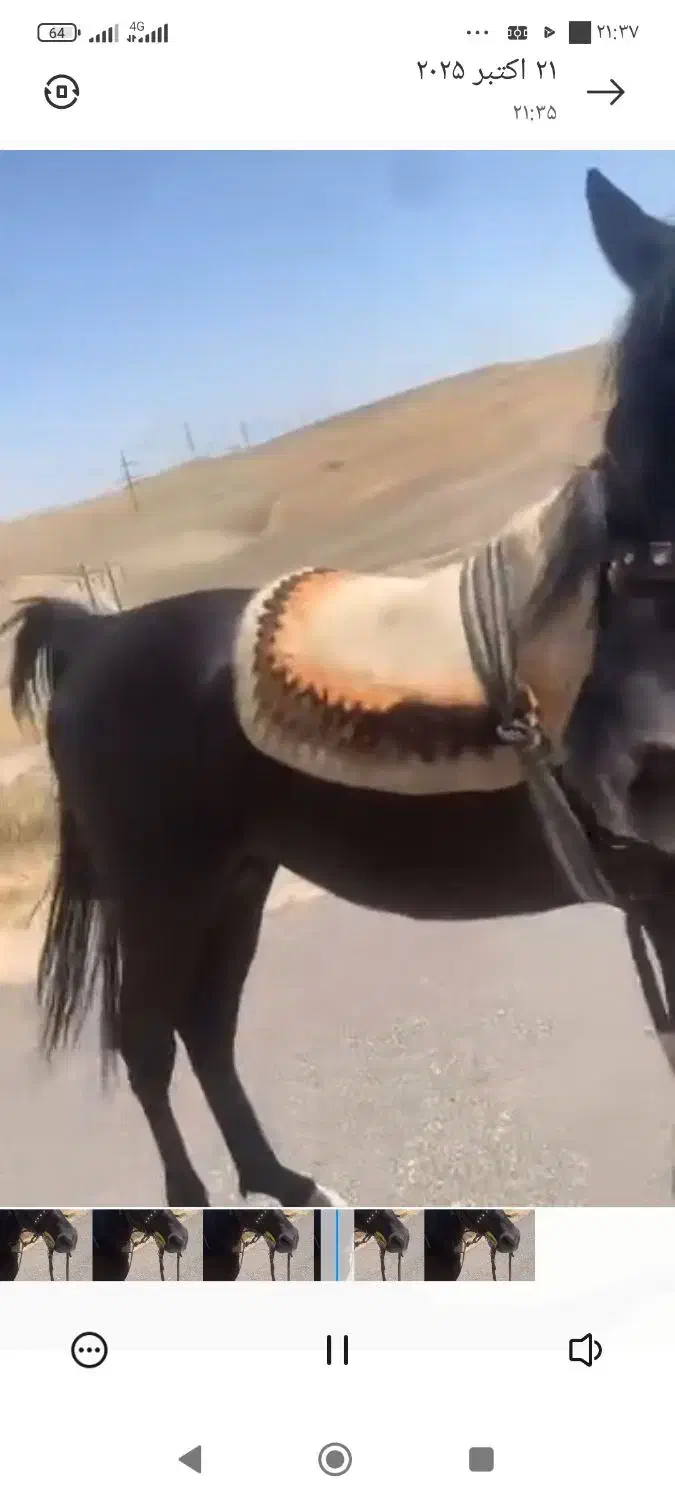 اسب کره|اسب و تجهیزات اسبسواری|اردبیل, |دیوار