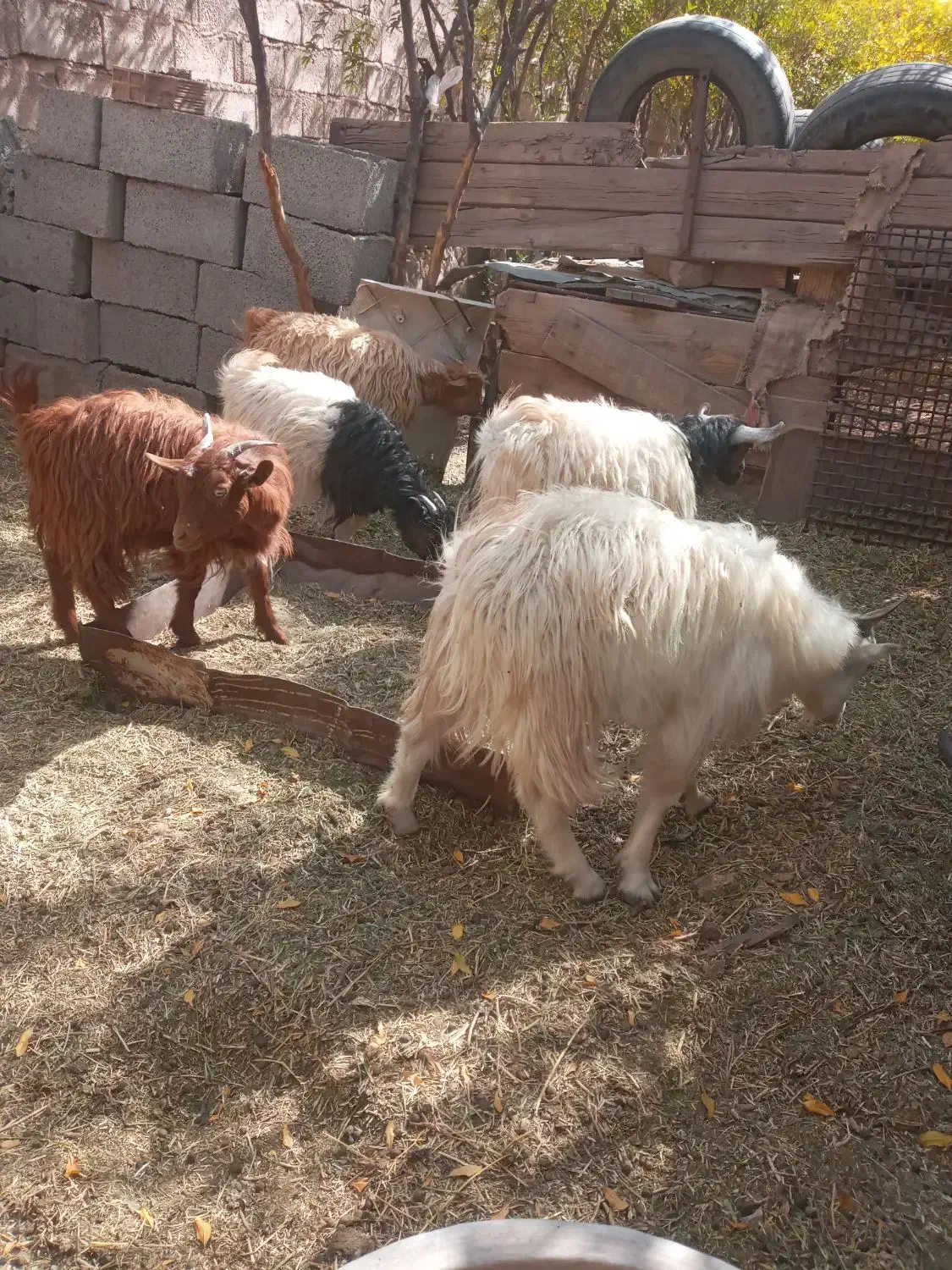 شش عدد کهره|حیوانات مزرعه|دهبکری, |دیوار