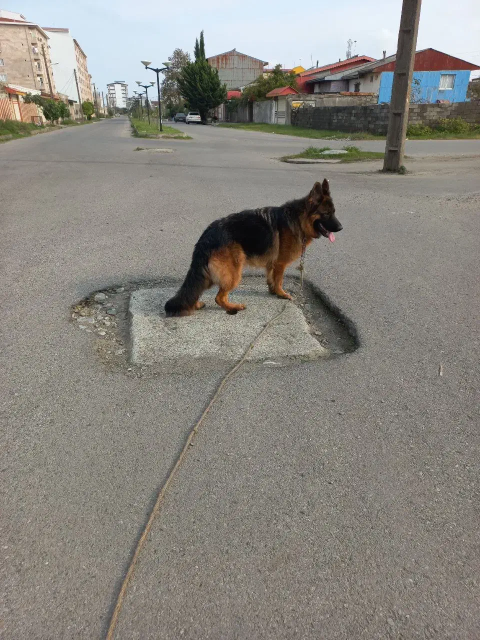 سگ ژرمن|سگ|بندر انزلی, نیمه شعبان|دیوار