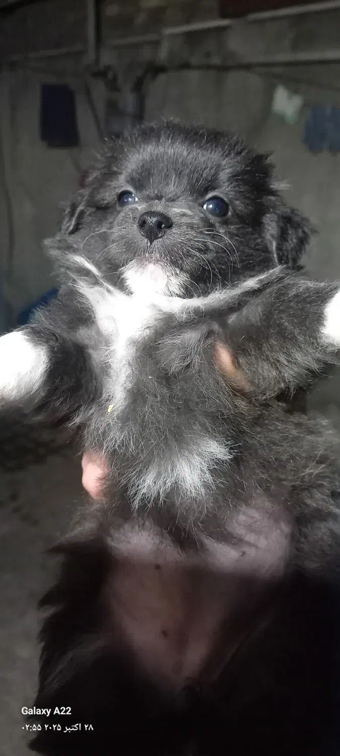 توله پامر سایز ریز خالص|سگ|مشهد, کوی المهدی|دیوار