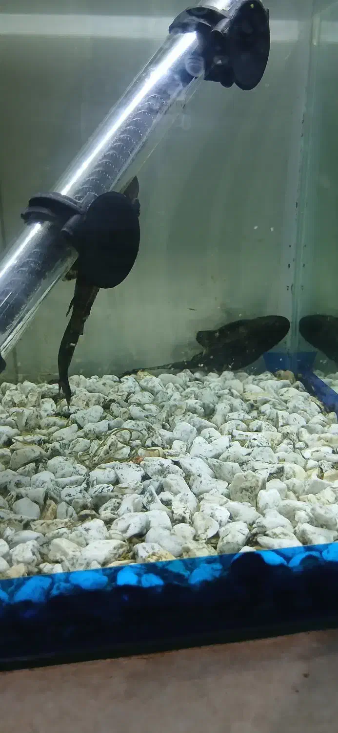 آکواریوم و لجن خار|ماهی|ارومیه, |دیوار