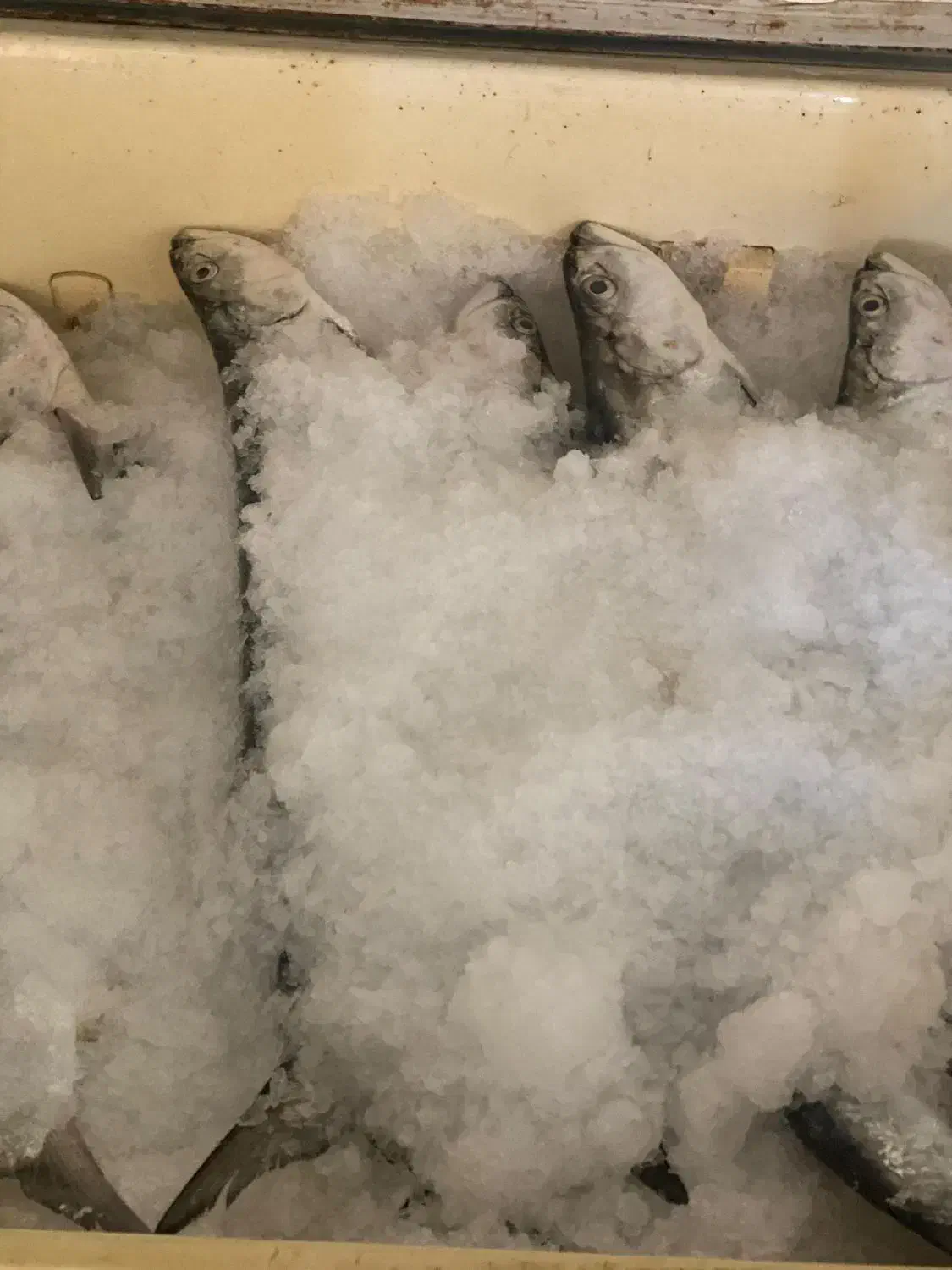 ماهی تازه صید روز|خوردنی و آشامیدنی|بندرلنگه, |دیوار