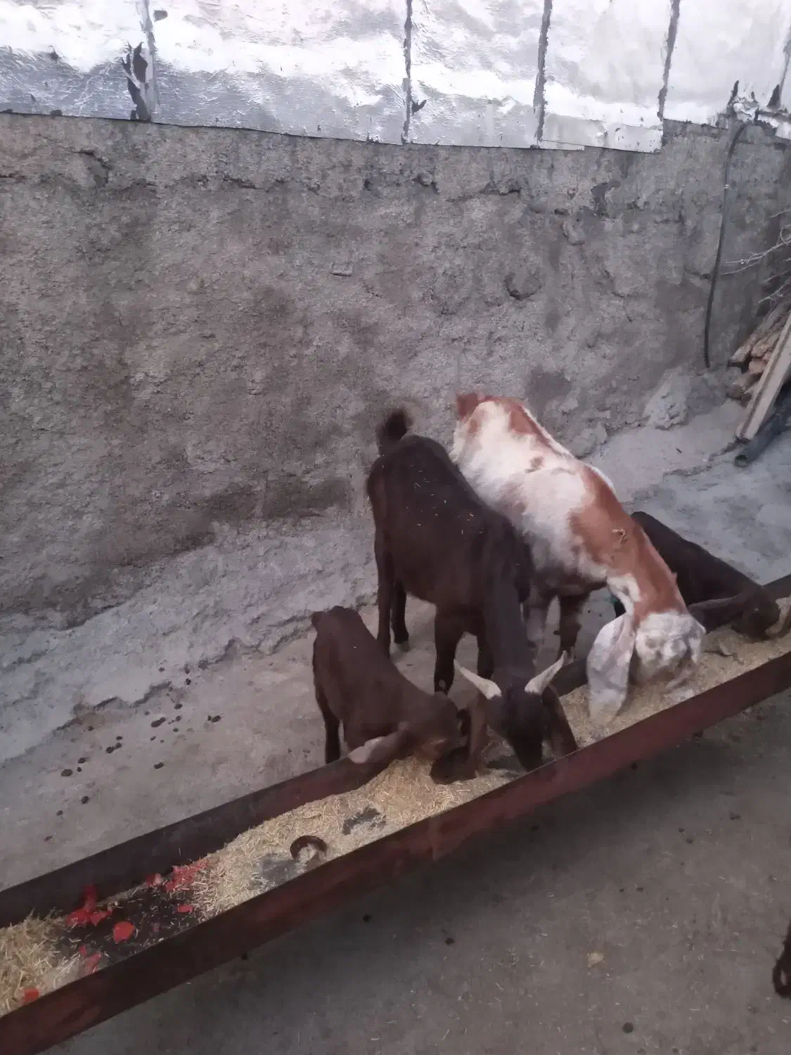 بز خارجی|حیوانات مزرعه|سیوان, |دیوار