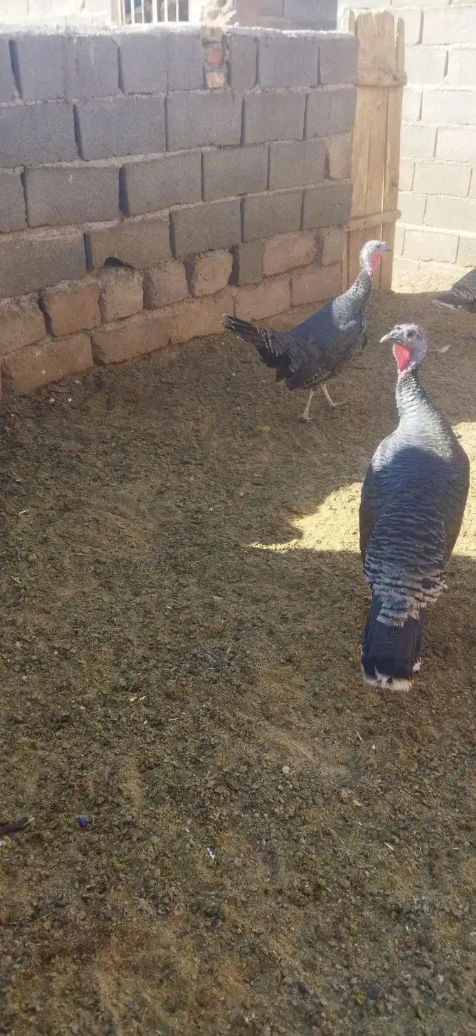 بوقلمون|پرنده|اسفراین, |دیوار