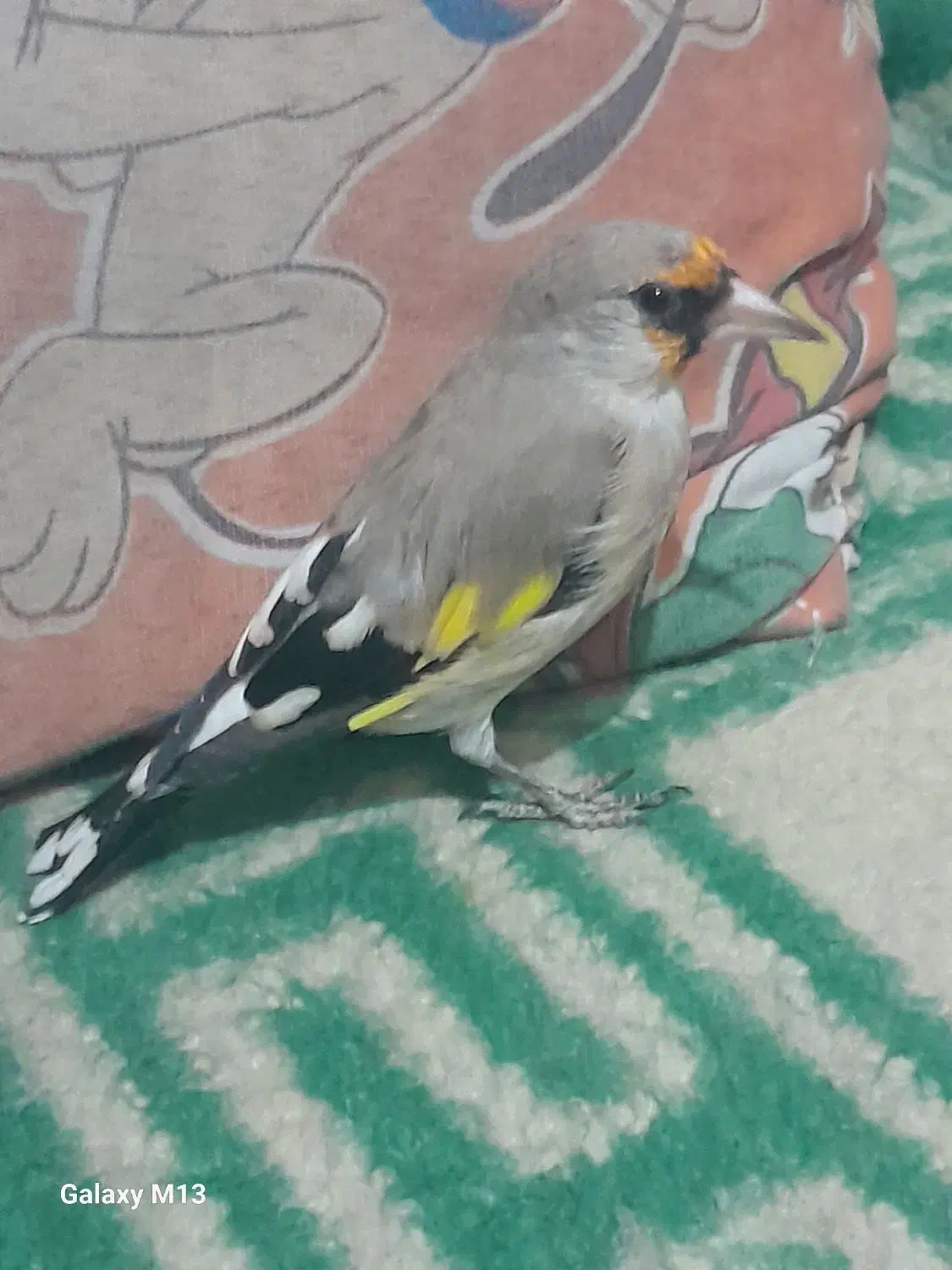 سهره|پرنده|شیروان (خراسان), |دیوار