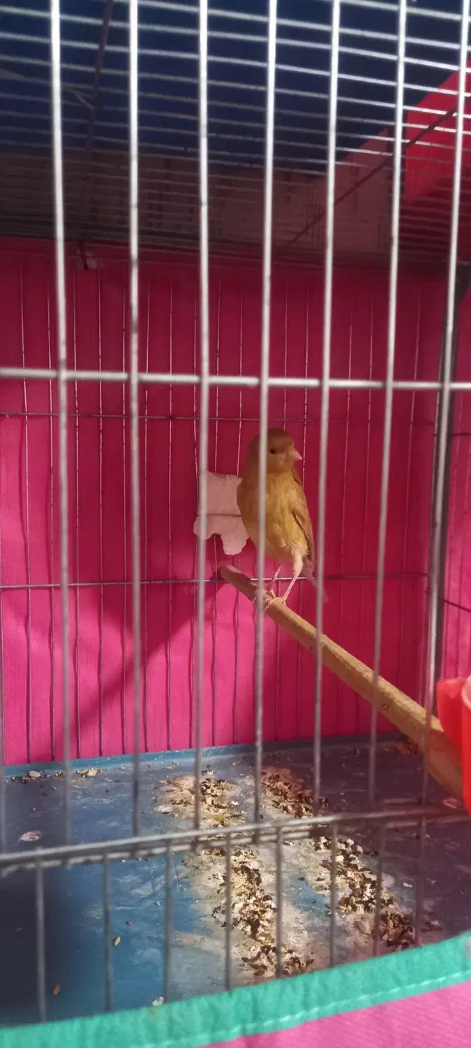 قناری|پرنده|رزن, |دیوار