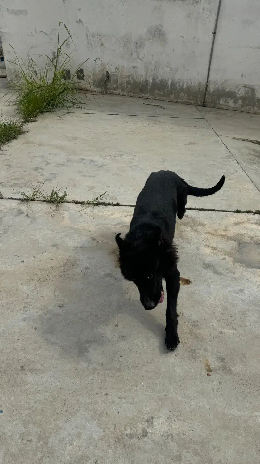 سگ ماده ژرمن بلک|سگ|قائم‌شهر, |دیوار