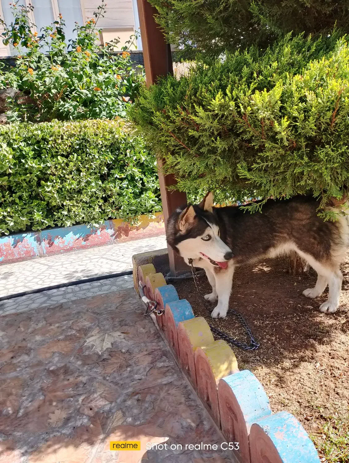 سگ هاسکی خانگی پا کوتاه|سگ|ایوان, |دیوار