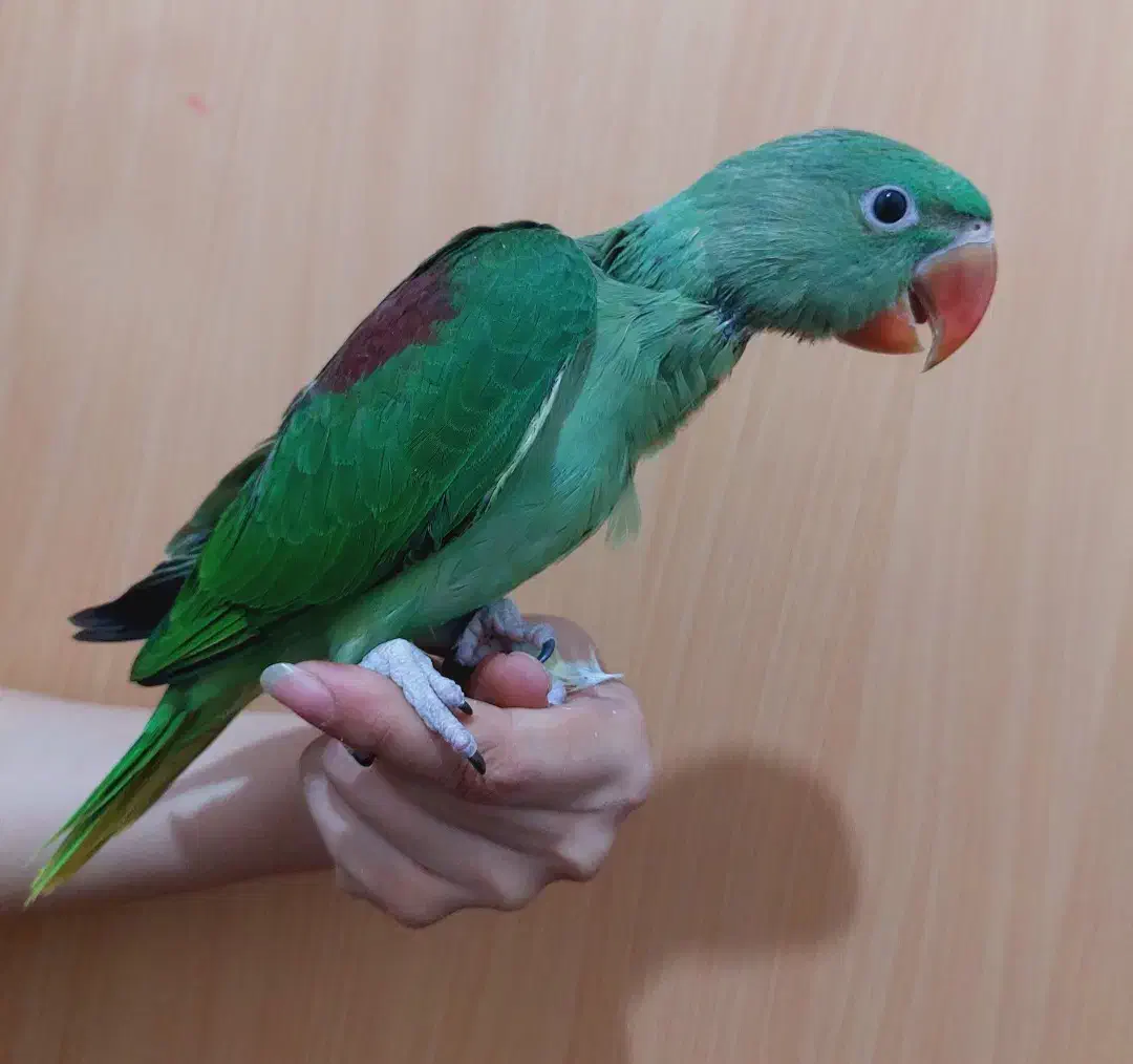 جوجه شاه طوطی پرورش داخل|پرنده|رفسنجان, |دیوار