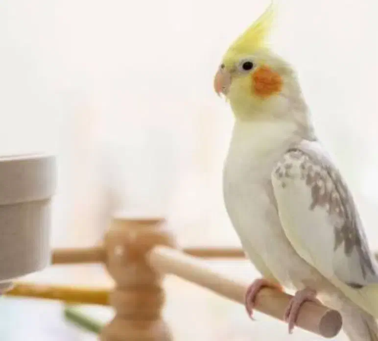 عروس هلندی یک جفت|پرنده|بندرعباس, |دیوار