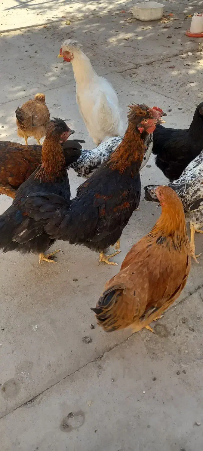 جوجه خروس و مرغ نژاد دار|حیوانات مزرعه|سیرجان, |دیوار