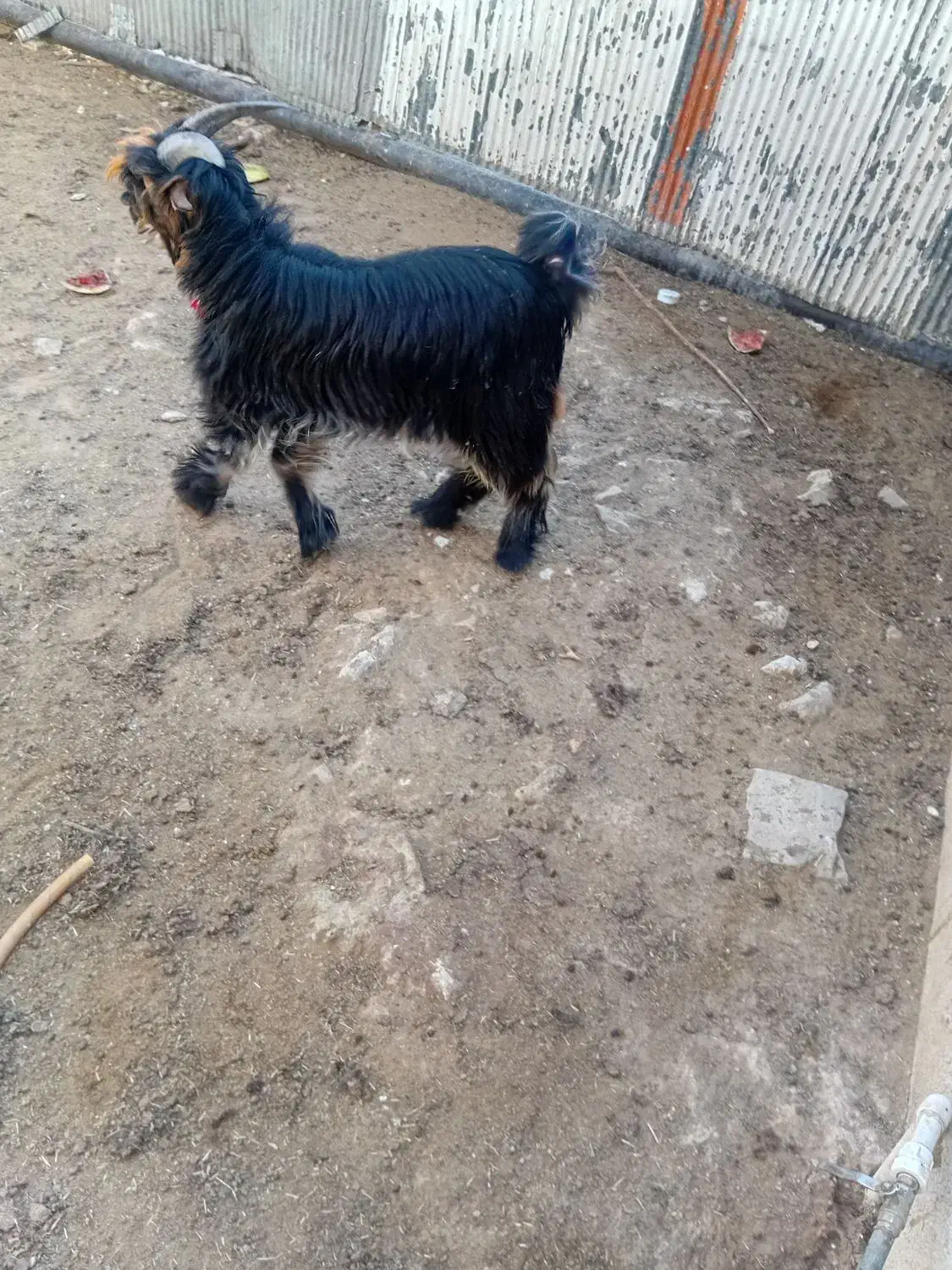 بیگ تهمی درجه یک|حیوانات مزرعه|مسجد سلیمان, |دیوار