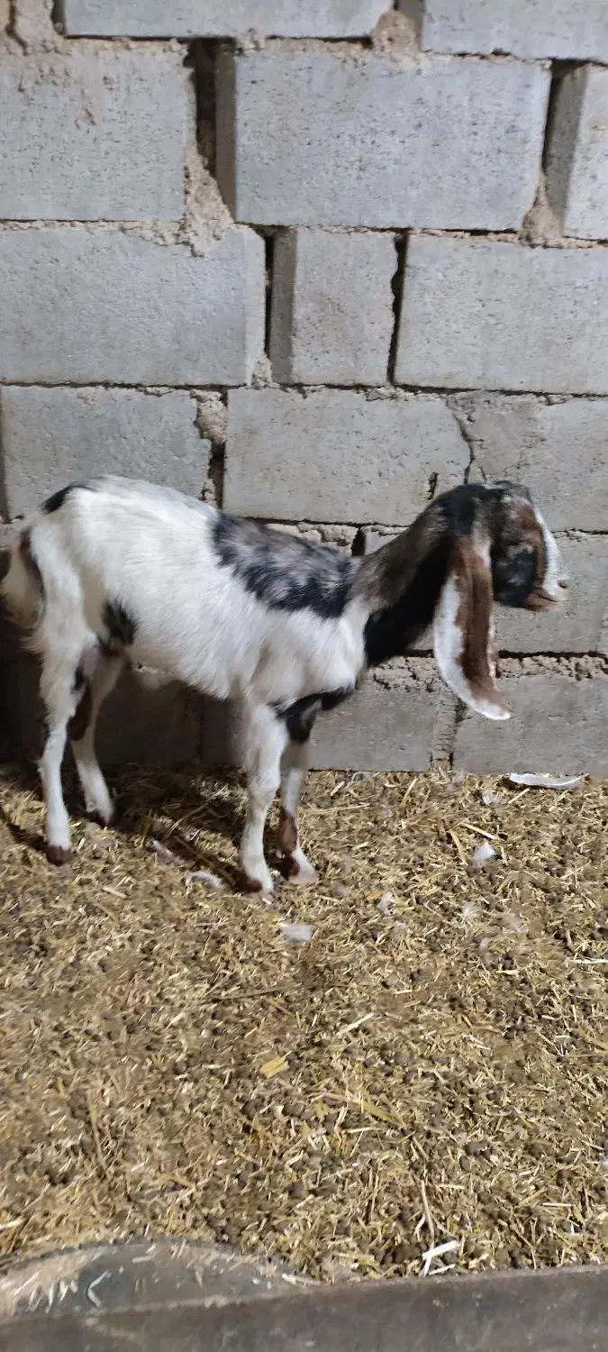 بز نیدی با افغانی|حیوانات مزرعه|اهواز, پاستوریزه|دیوار