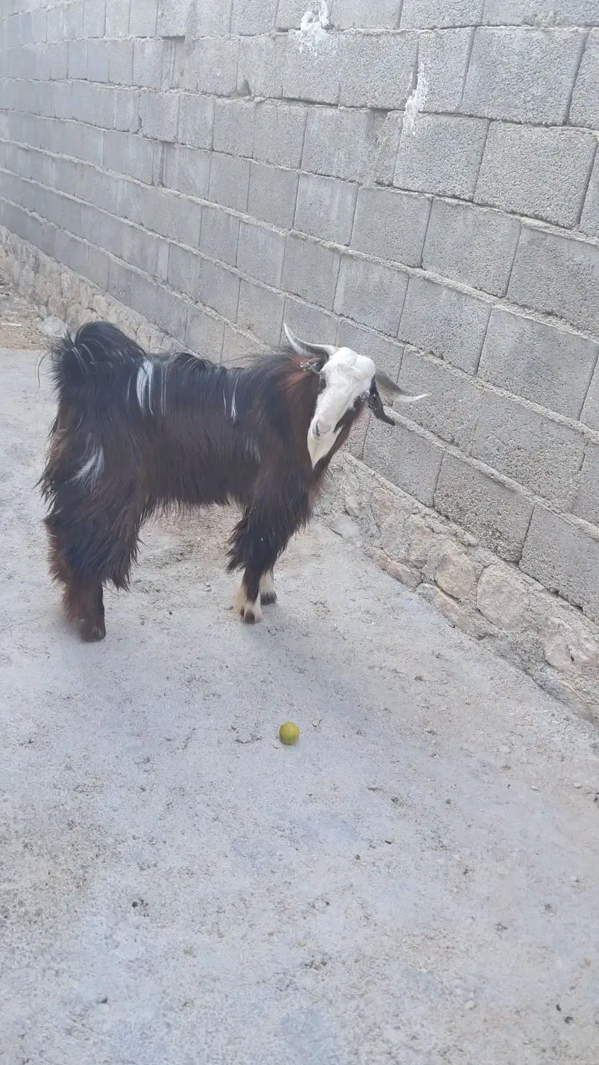 کهره نر|حیوانات مزرعه|جم, |دیوار