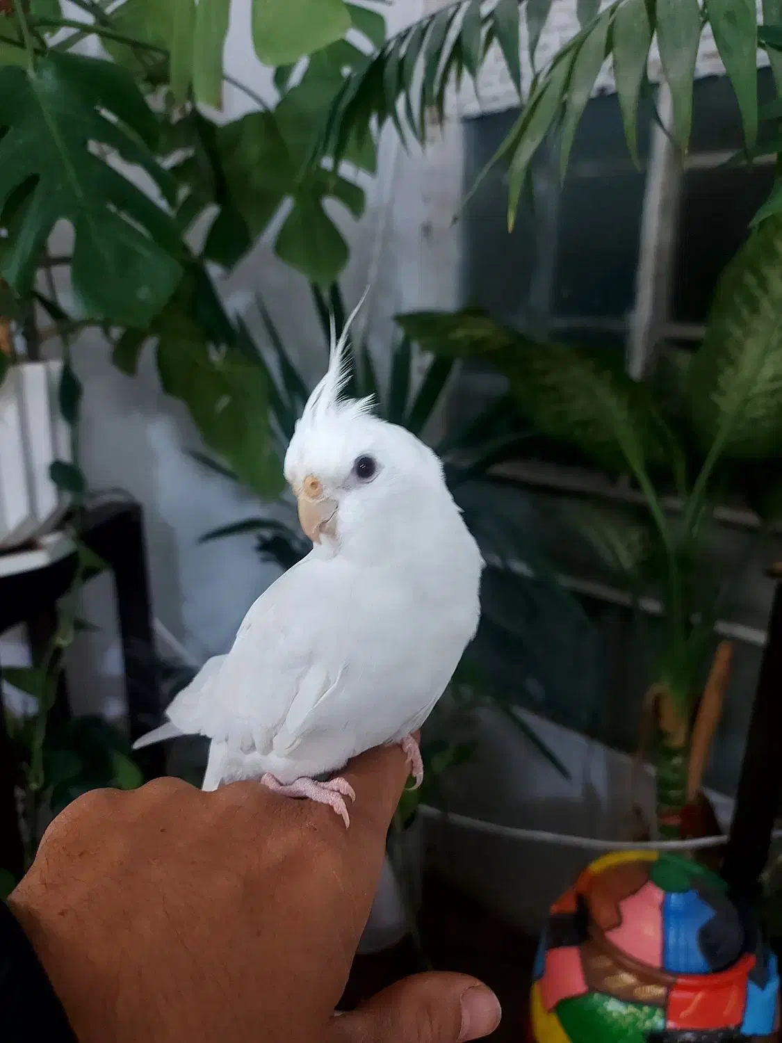 عروس هلندی آلبینو|پرنده|جهرم, |دیوار