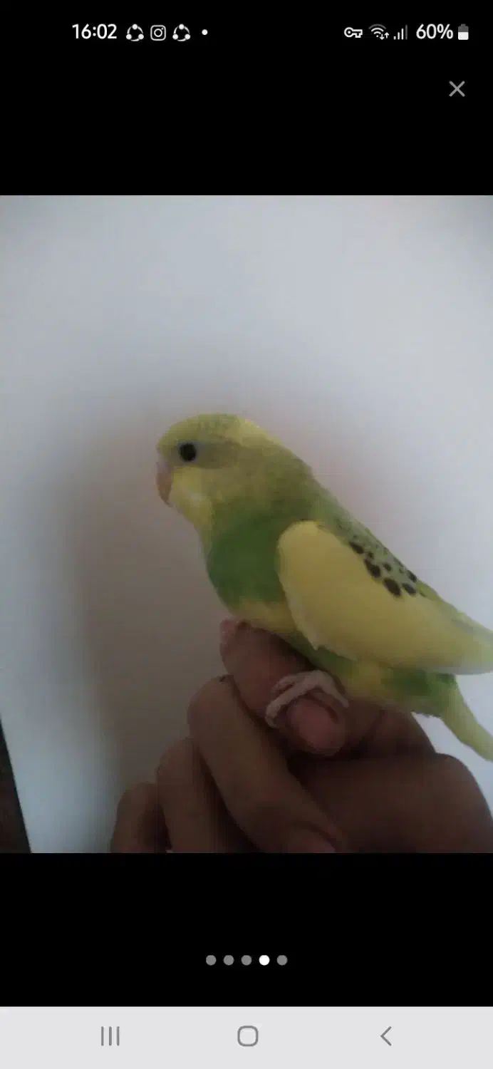 مرغ عشق|پرنده|شهرضا, |دیوار