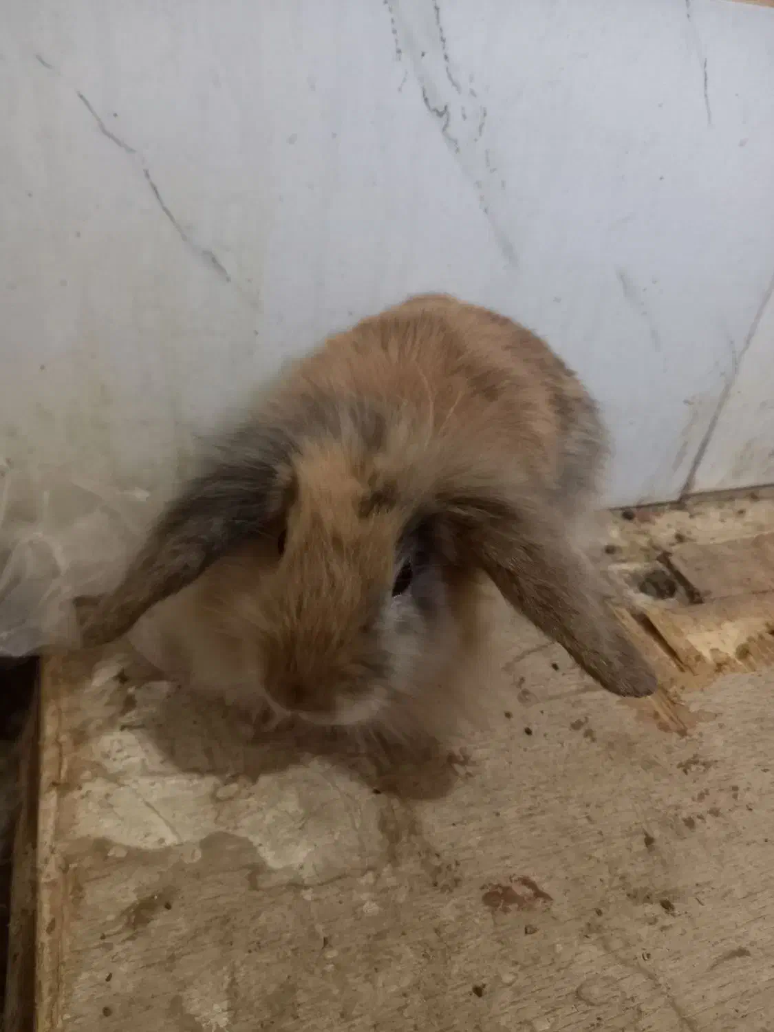 خرگوش لوپ|موش و خرگوش|رفسنجان, |دیوار