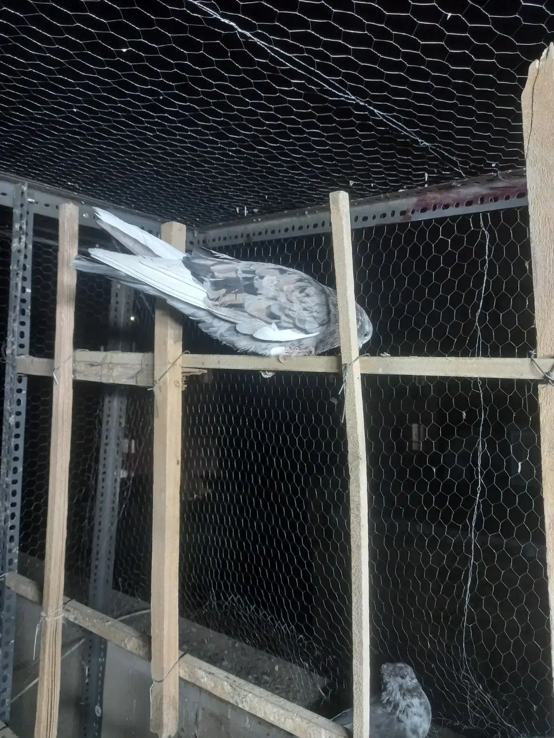 کبوتر پرشی|پرنده|ری, فیروزآبادی|دیوار