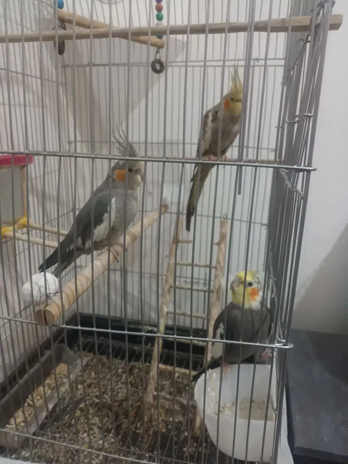 عروس هلندی فروشی|پرنده|رضویه, |دیوار