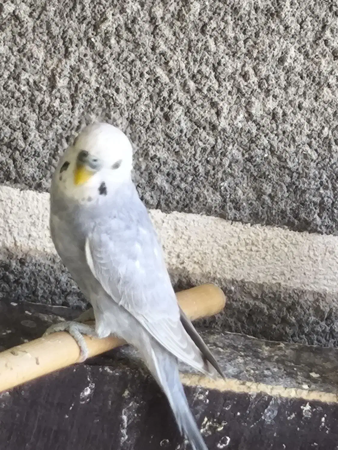 مرغ عشق|پرنده|کبودرآهنگ, |دیوار