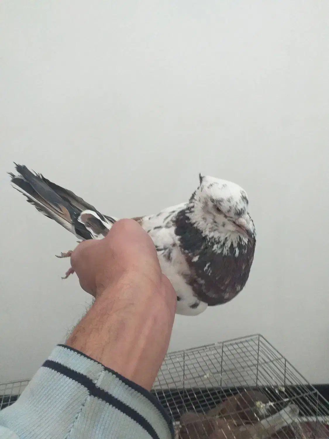 کفتر (کبوتر)|پرنده|شهریار, کهنز|دیوار