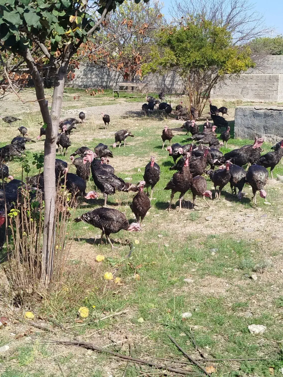 بوقلمون|حیوانات مزرعه|پارسآباد, |دیوار