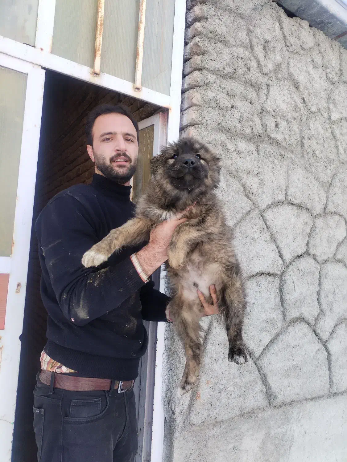 سگ سرابی اصیل|سگ|خسروشاه, |دیوار