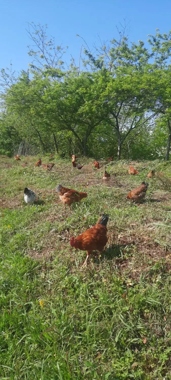 تخم مرغ محلی|حیوانات مزرعه|فومن, |دیوار