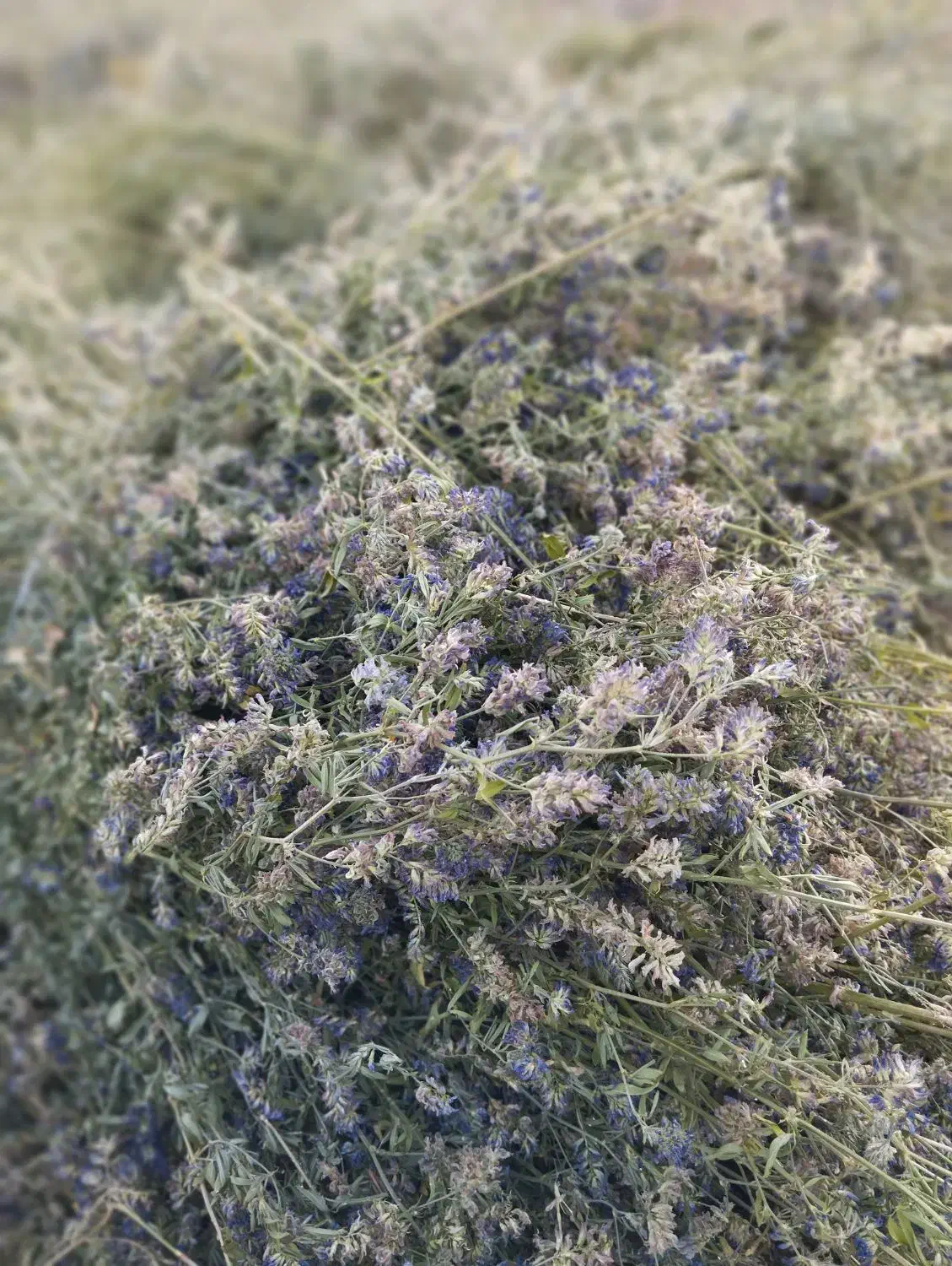 یونجه درجه یک دیمی موجود هزار بند|لوازم جانبی حیوانات|خلخال, |دیوار