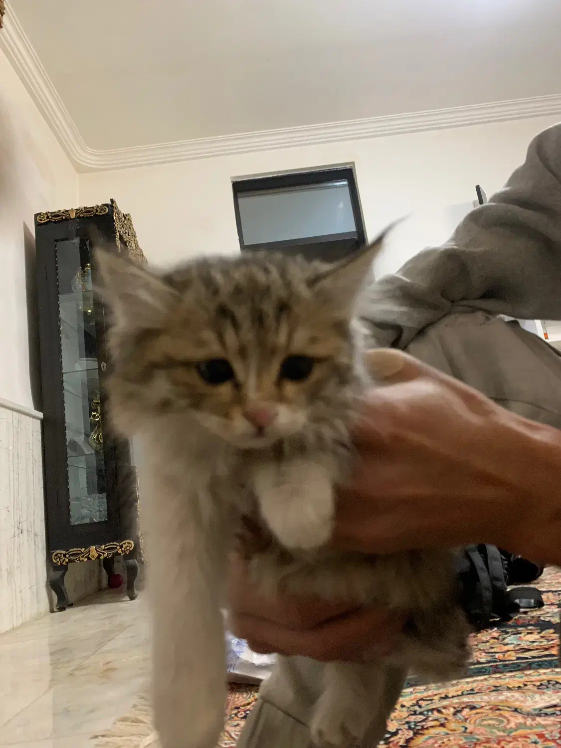 واگذاری بچه گربه|گربه|سلماس, |دیوار