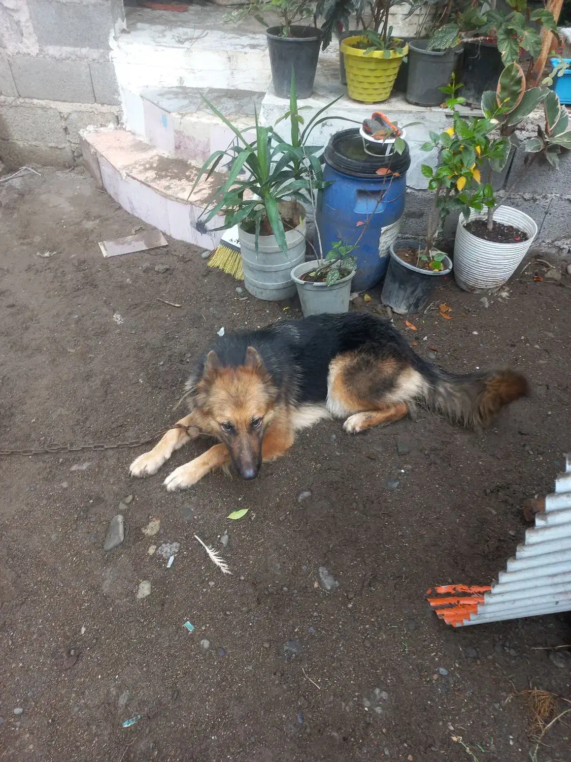 واگذاری این پسر ودختر نازو شیطون|سگ|آستانه اشرفیه, |دیوار