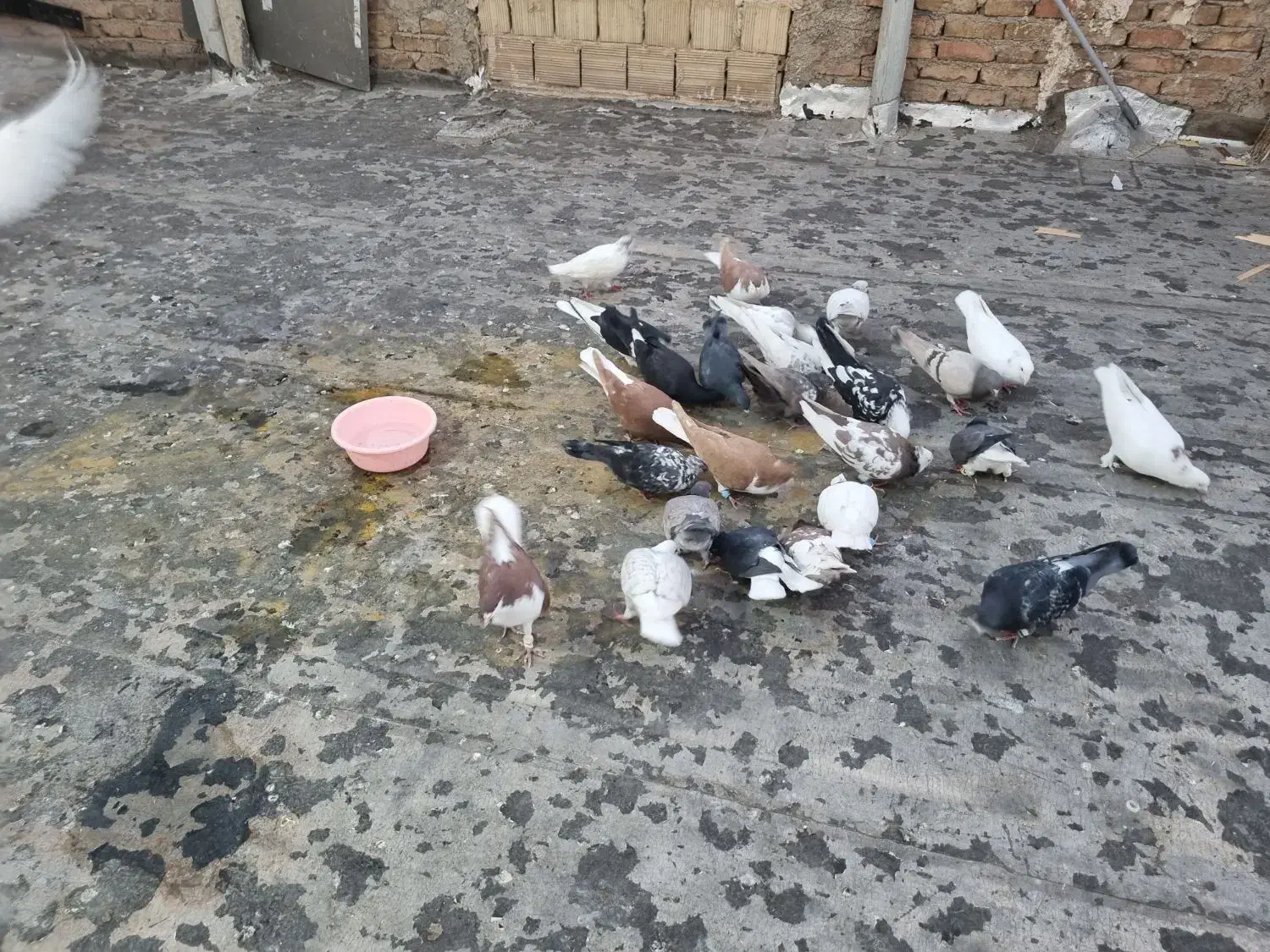 کفترا پرشی رنگی|پرنده|قزوین, |دیوار