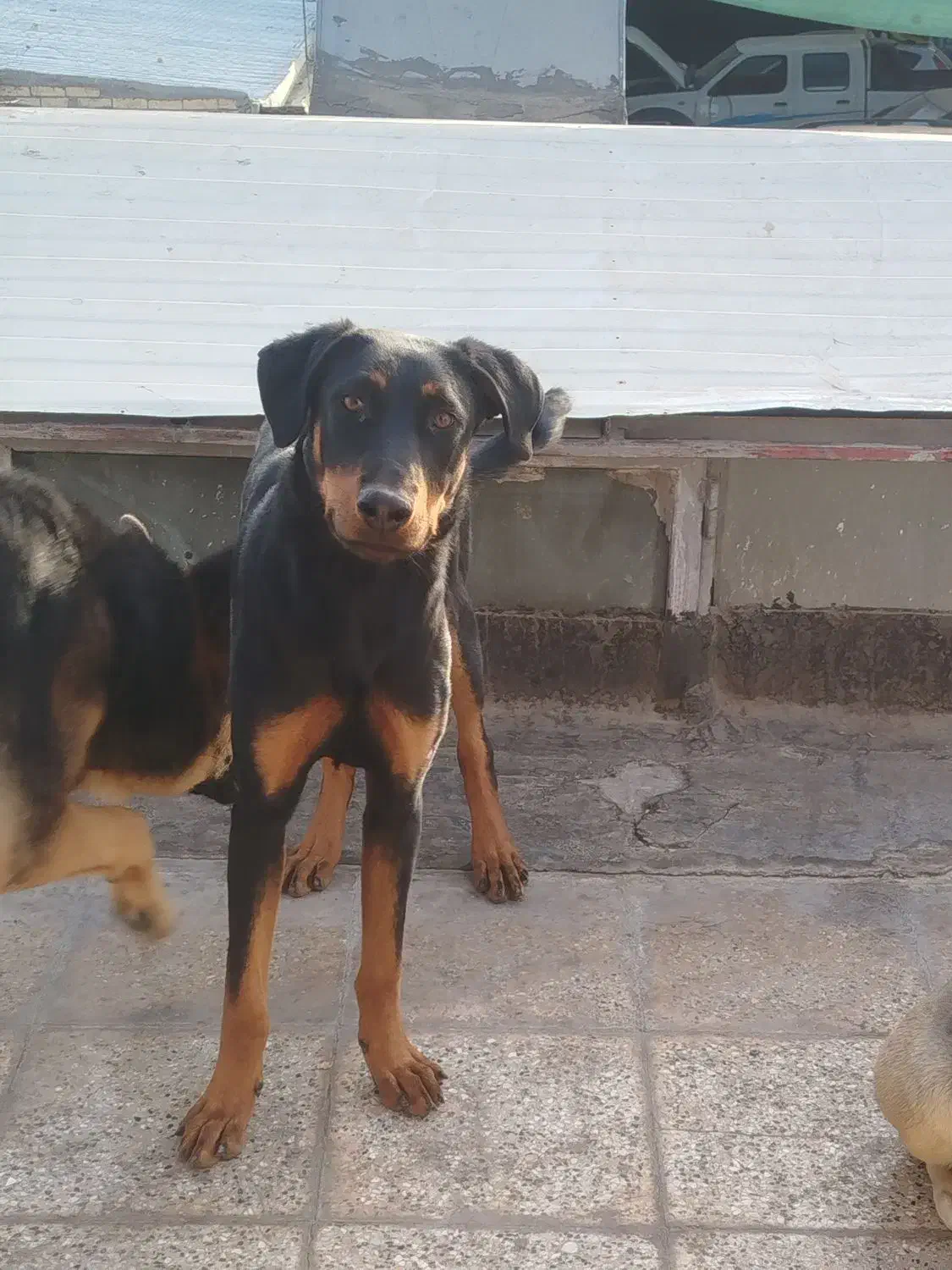 سگ دوبرمن ماده و پا کوتاه|سگ|مشهد, کوشش|دیوار