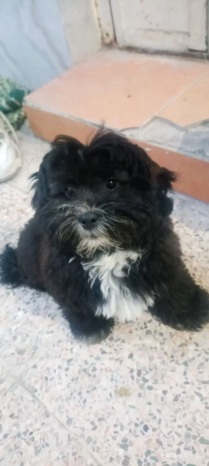 آبادان|سگ|آبادان, |دیوار