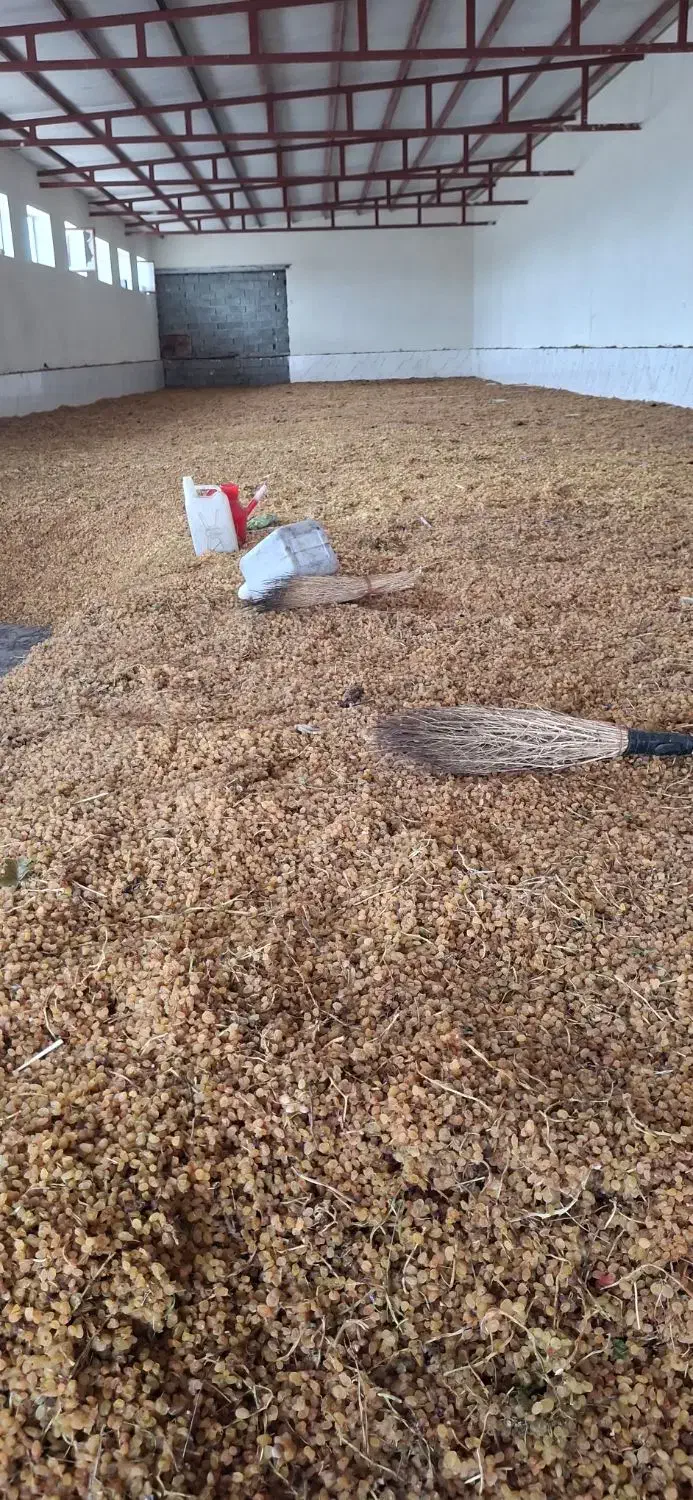 گلدن طلایی انگوری|خوردنی و آشامیدنی|تهران, بازار|دیوار