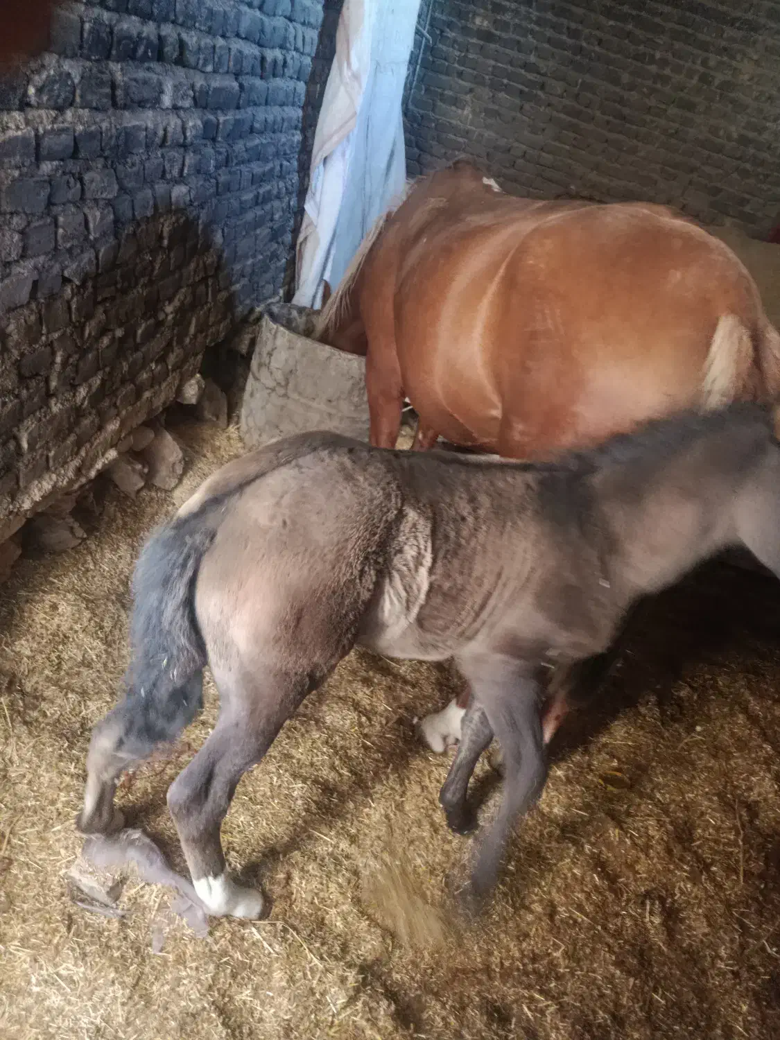 فروش مادیان ۶ سال با کره|اسب و تجهیزات اسبسواری|نورآباد, |دیوار