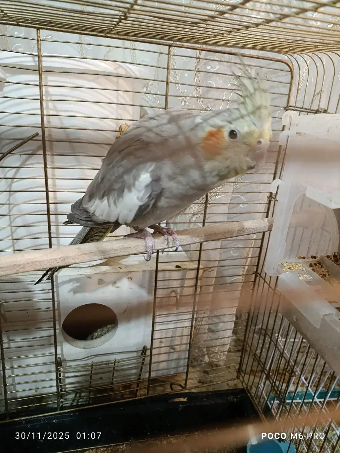 عروس هلندی تخم گزار|پرنده|تبریز, |دیوار