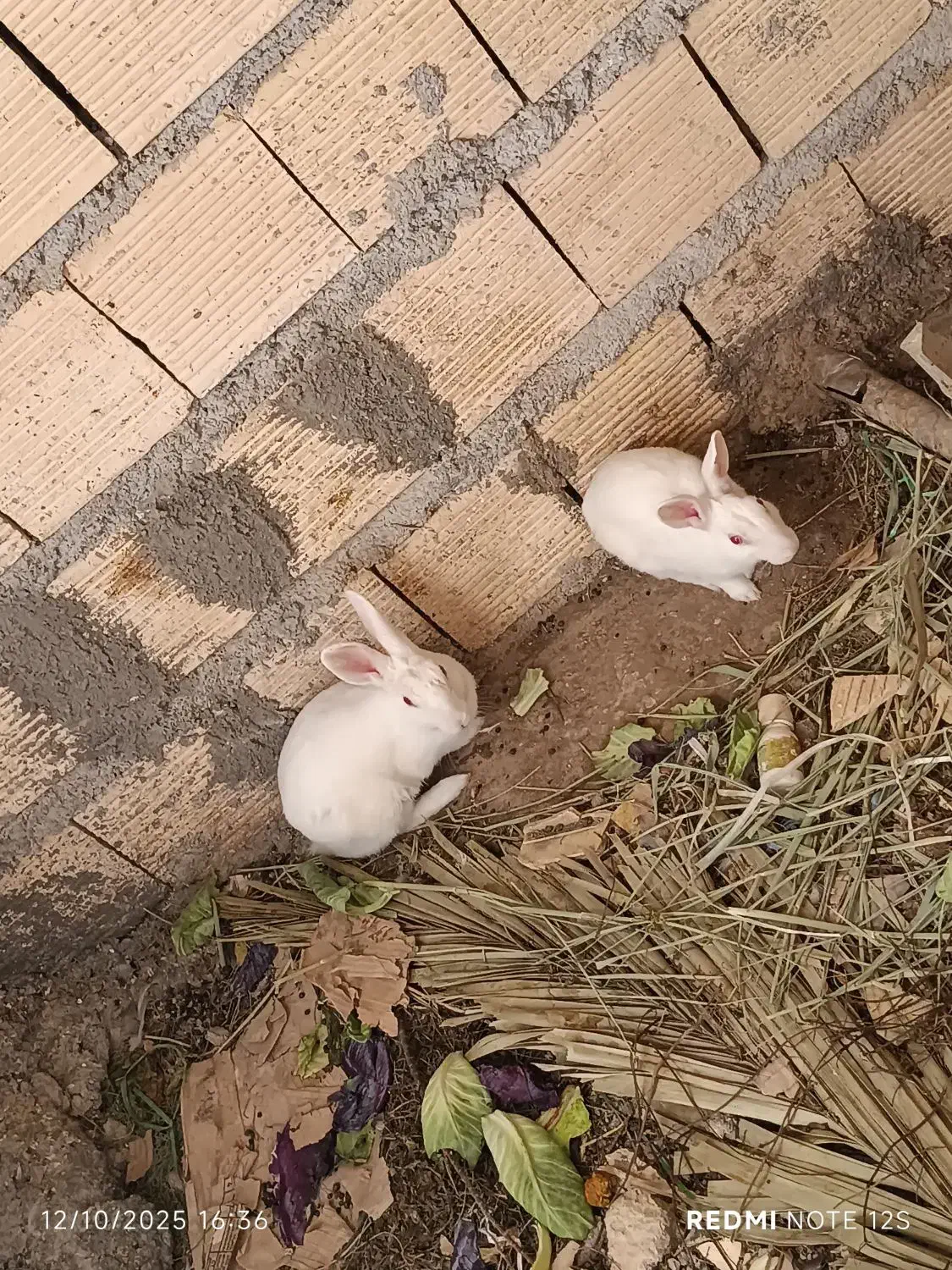 خرگوش احلی|موش و خرگوش|بندر امام خمینی, |دیوار