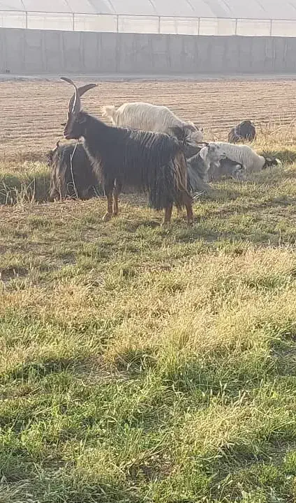 نربز|حیوانات مزرعه|شریف‌آباد, |دیوار