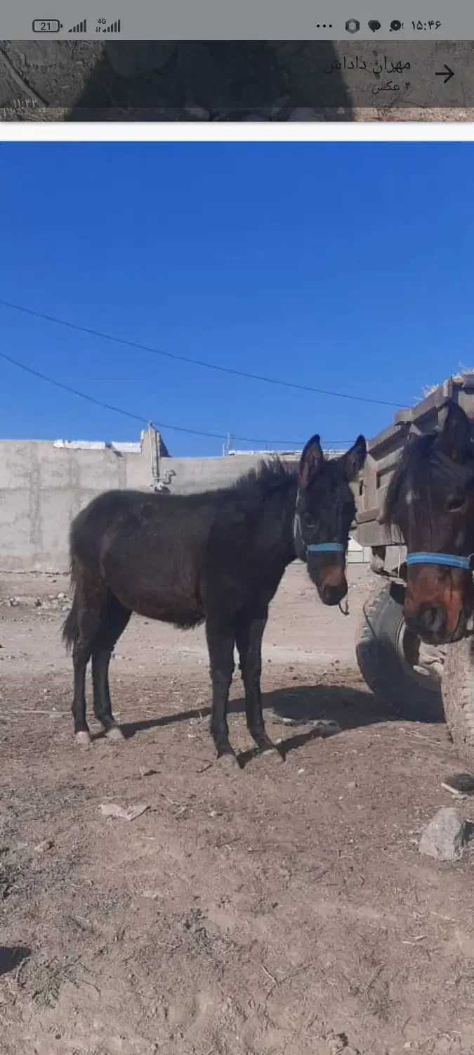 قاطر فروشی|حیوانات مزرعه|اردبیل, |دیوار