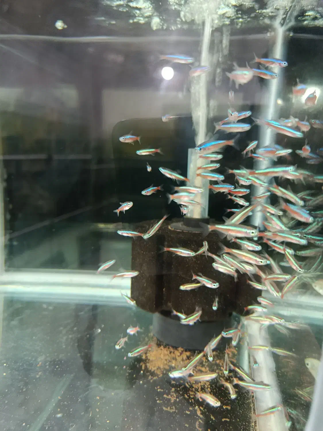 ماهی سرای بزرگ نیشابور(بارجدیدرسید)|ماهی|نیشابور, دارایی|دیوار