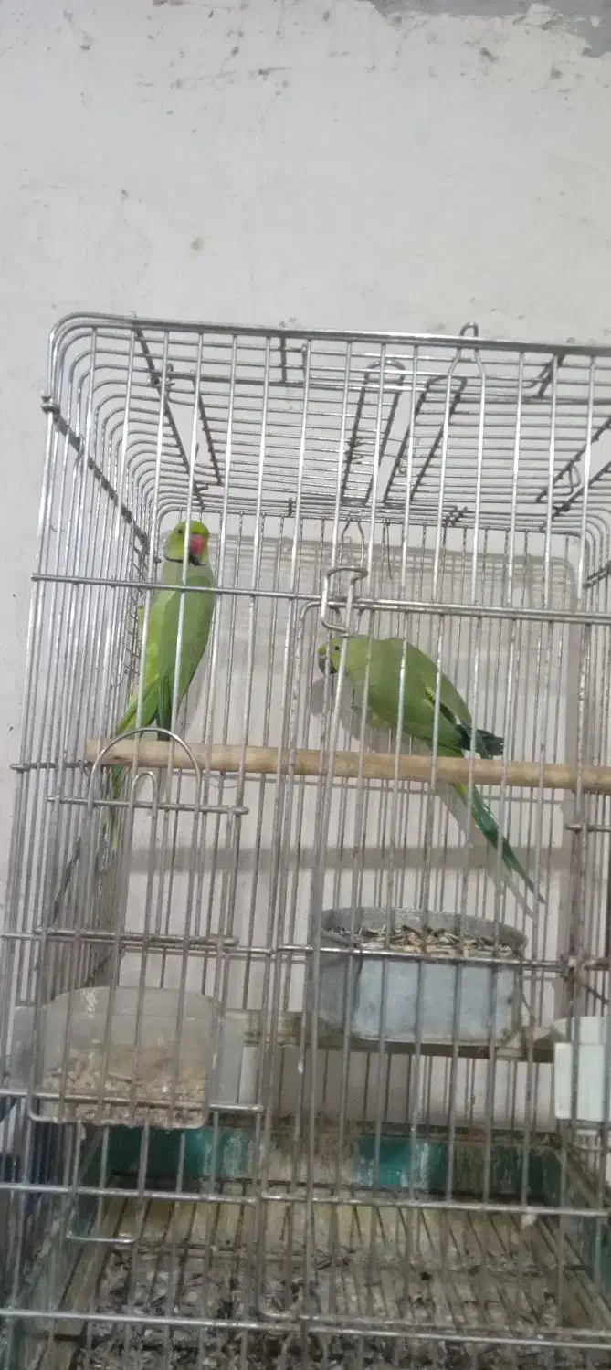 ملنگو مولد|پرنده|قم, پامنار|دیوار