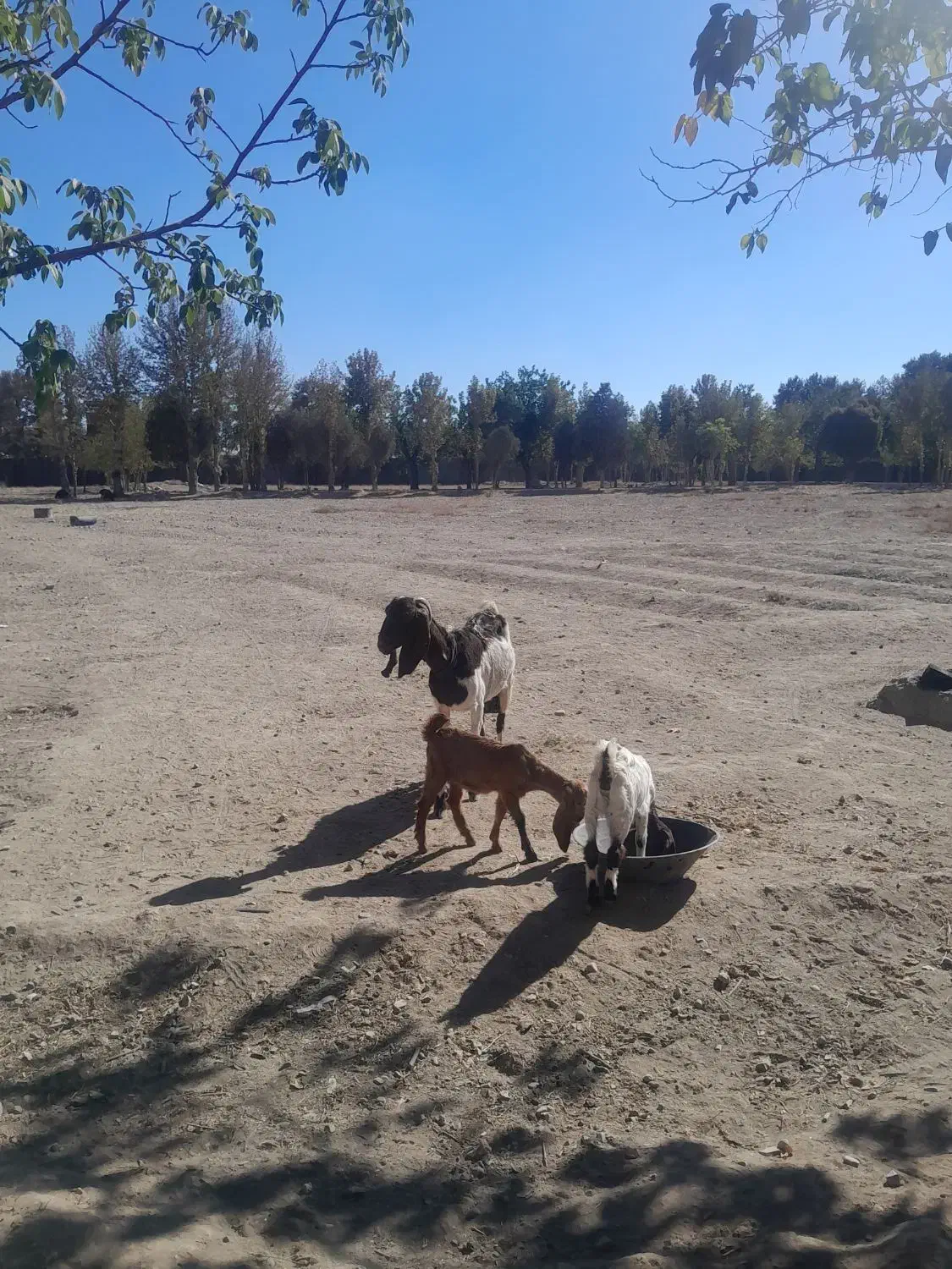 یک عدد بز پاکستانی دوتا بزغاله|حیوانات مزرعه|محمدشهر, محمدشهر|دیوار