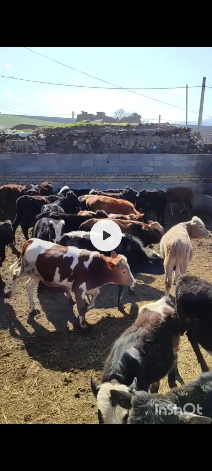 فروش ویژه گوساله نر لاغر|حیوانات مزرعه|جوادآباد, |دیوار