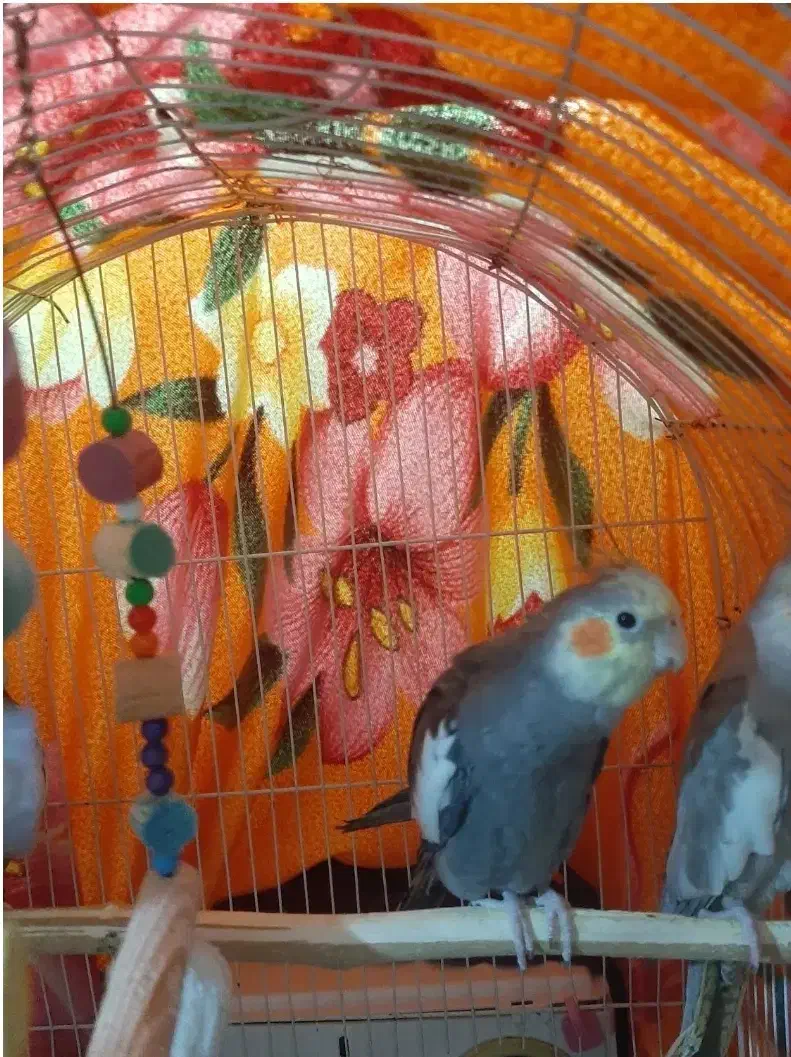 یک جفت عروس هلندی نر|پرنده|نسیم‌شهر, |دیوار