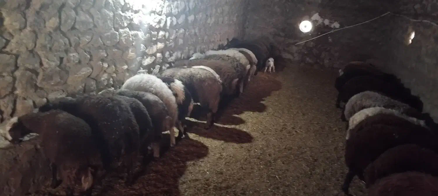 میش بز شیشک|حیوانات مزرعه|دورود, |دیوار